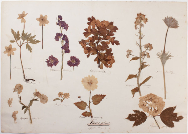 Herbarium Morphologicum von Julius Münter: Flores pleni (Gefüllte Blüten)