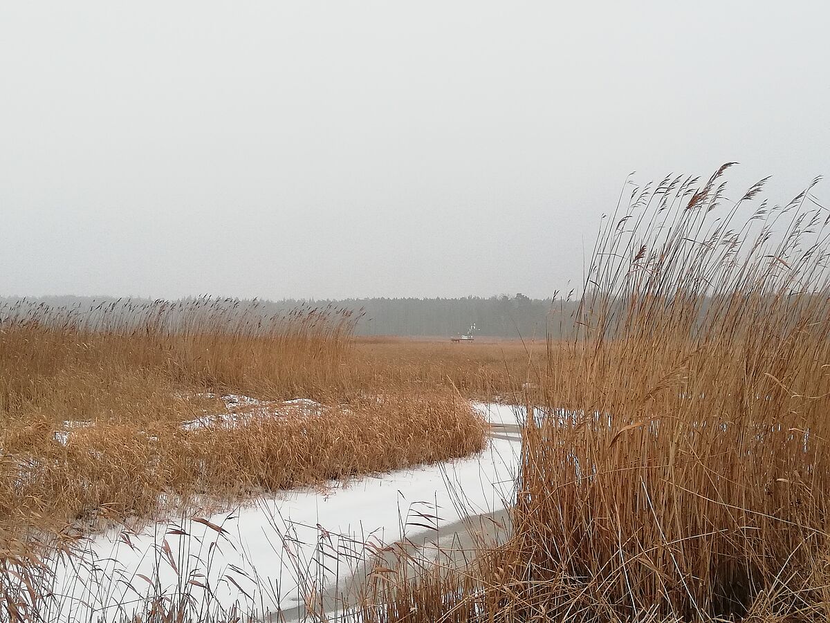 Moorklimaschutz Ostseeküste