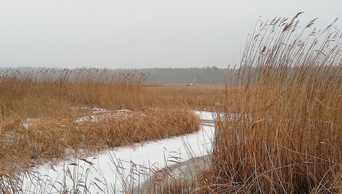 Moorklimaschutz an der Ostseeküste