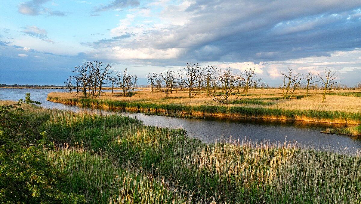Peatland landscape with open water, reeds and trees