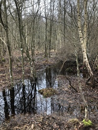 Kieshofer Moor